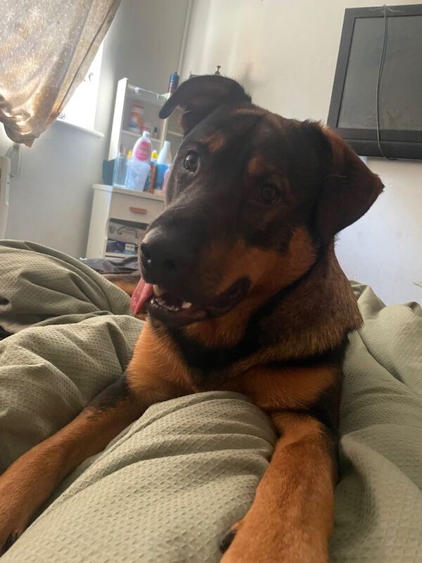 German Shepherd Puppies For Sale