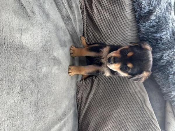 German Shepherd puppies for sale in Sheffield, South Yorkshire – 1 year old - Image 1 of 5
