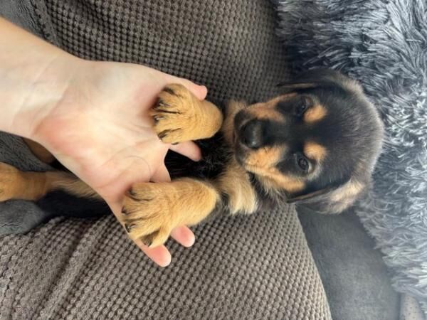 German Shepherd puppies for sale in Sheffield, South Yorkshire – 1 year old - Image 2 of 5