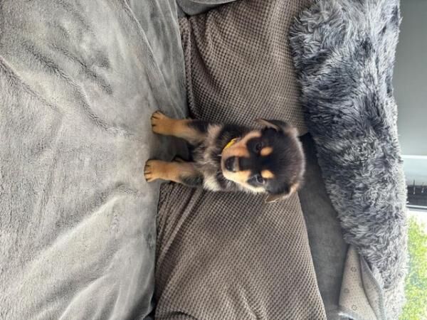 German Shepherd puppies for sale in Sheffield, South Yorkshire – 1 year old - Image 3 of 5