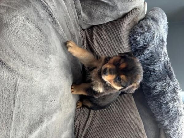 German Shepherd puppies for sale in Sheffield, South Yorkshire – 1 year old - Image 5 of 5