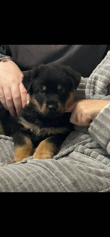 Rottweiler x german shepherd's