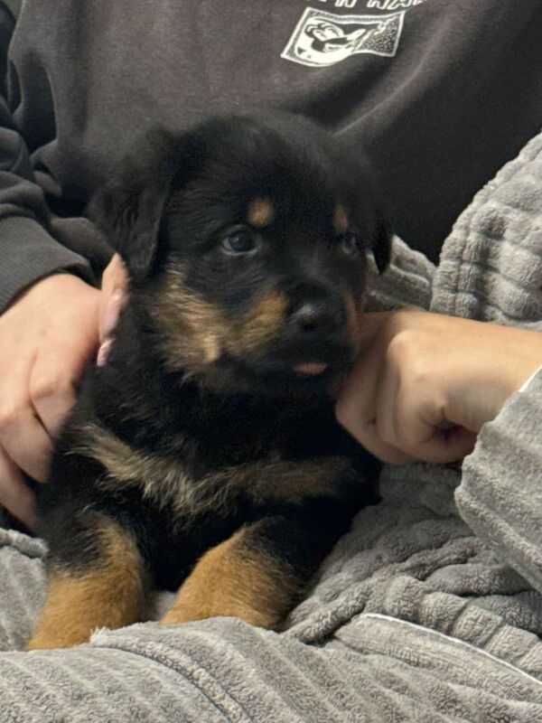 Rottweiler x german shepherd's - Image 2 of 4