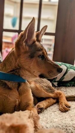 Scamp The German shepherd X for sale in Alfreton, Derbyshire - Image 1
