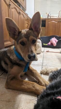 Scamp The German shepherd X for sale in Alfreton, Derbyshire - Image 2
