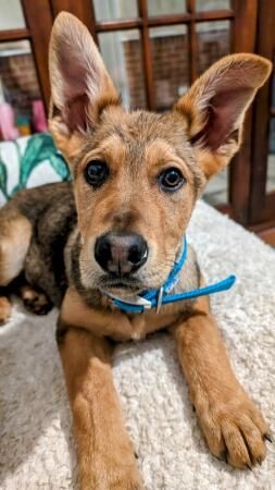 Scamp The German shepherd X for sale in Alfreton, Derbyshire - Image 3