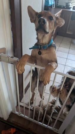 Scamp The German shepherd X for sale in Alfreton, Derbyshire - Image 4