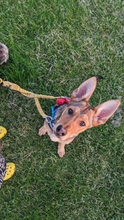 Scamp The German shepherd X for sale in Alfreton, Derbyshire - Image 5