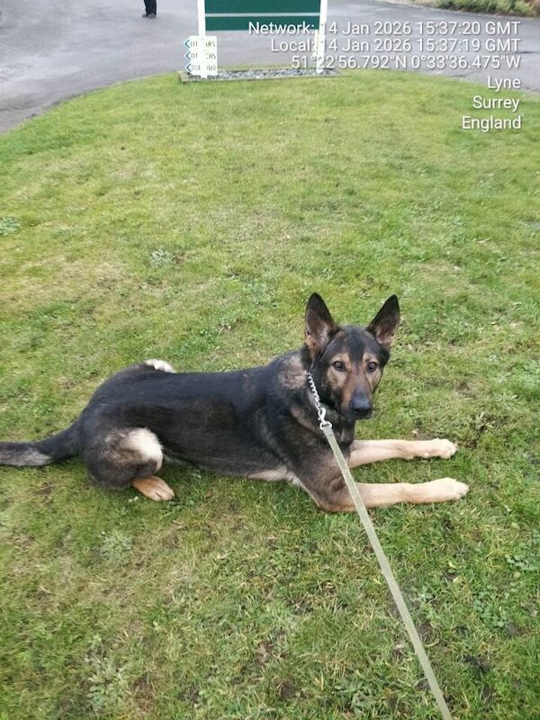 German Shepherd puppies for sale in Grays, Essex – 1 year old