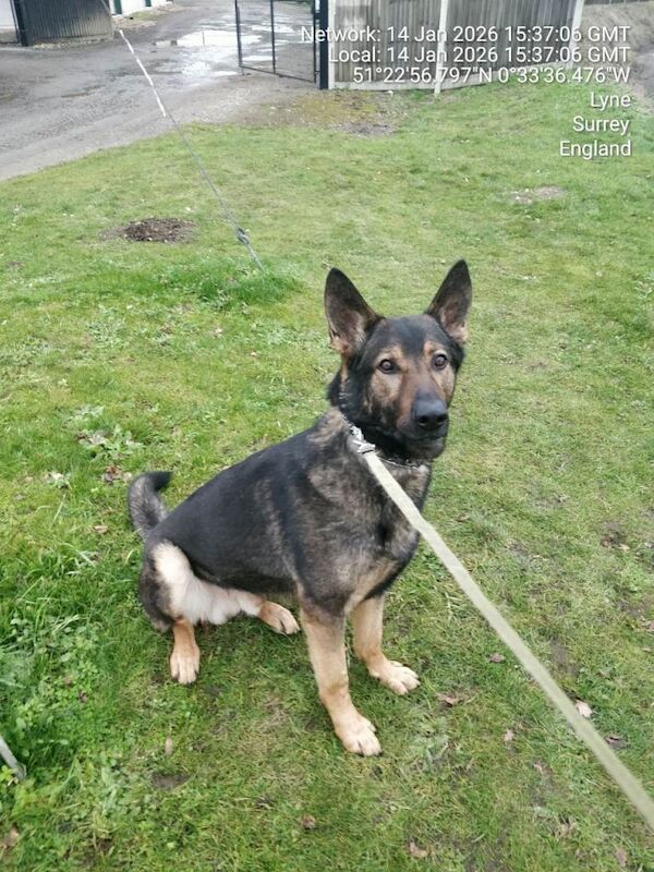 German Shepherd puppies for sale in Grays, Essex – 1 year old - Image 2 of 3