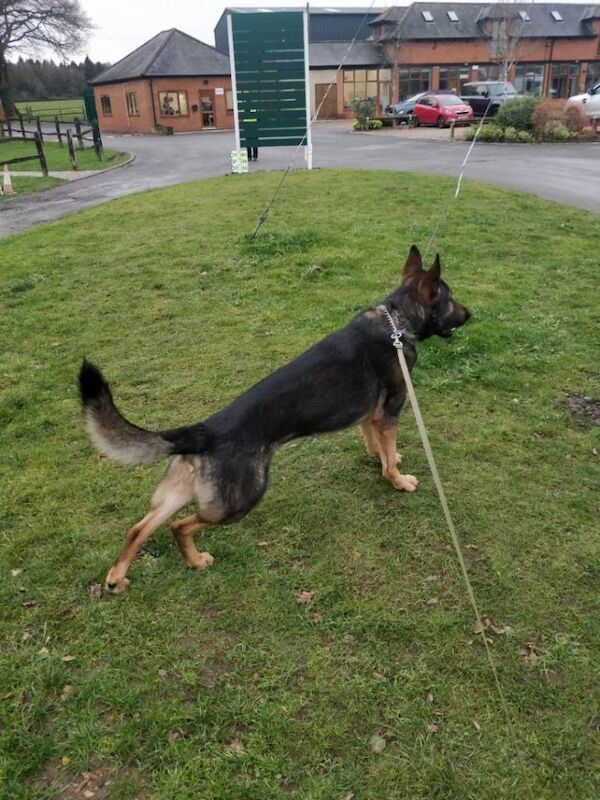 German Shepherd puppies for sale in Grays, Essex – 1 year old - Image 3 of 3