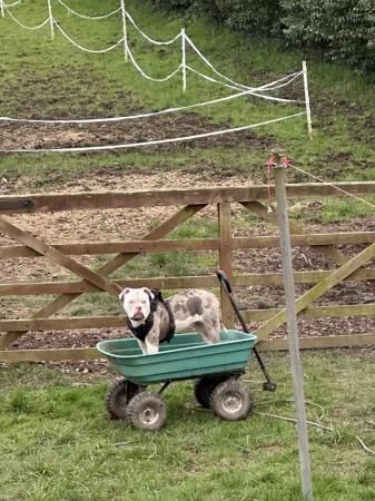 German Shepherd puppies for sale in Shrewsbury, Shropshire – 2 years old - Image 1 of 5