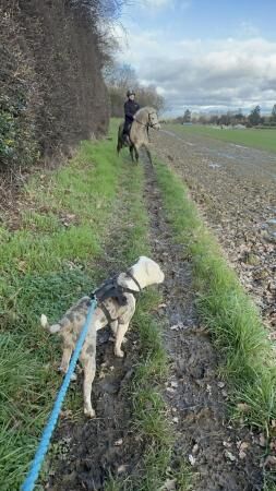 German Shepherd puppies for sale in Shrewsbury, Shropshire – 2 years old - Image 2 of 5