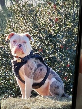 German Shepherd puppies for sale in Shrewsbury, Shropshire – 2 years old - Image 5 of 5