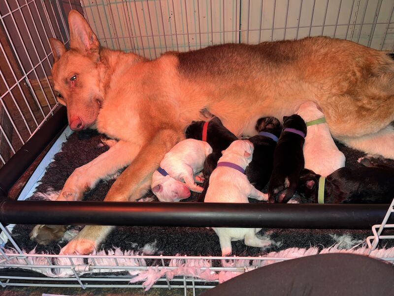 Shawhead German Shepherds for sale in Dumfries and Galloway