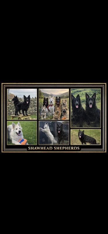 German Shepherd puppies for sale in Conistone, North Yorkshire – 1 week old - Image 2 of 12
