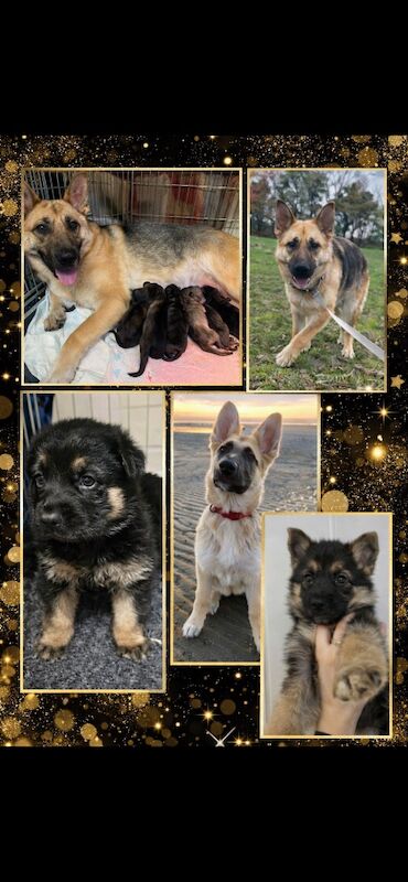 German Shepherd puppies for sale in Conistone, North Yorkshire – 1 week old - Image 6 of 12