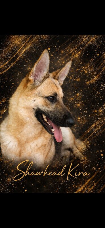 German Shepherd puppies for sale in Conistone, North Yorkshire – 1 week old - Image 12 of 12