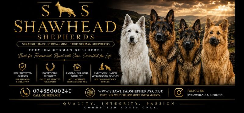 Shawhead Shepherds - Image 13 of 15