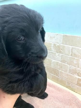 German Shepherd puppies for sale in Blaby, Leicestershire – 1 year old - Image 1 of 5