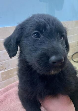 Shepadoodle puppies, health screened parents for sale in Blaby, Leicestershire - Image 2