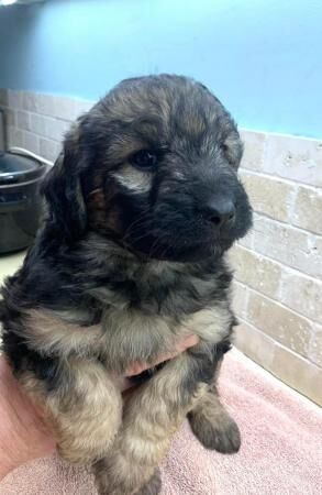 Shepadoodle puppies, health screened parents for sale in Blaby, Leicestershire - Image 3