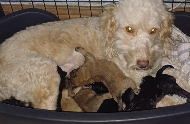 German Shepherd puppies for sale in Blaby, Leicestershire – 1 year old - Image 4 of 5