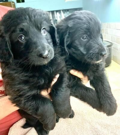 Shepadoodle puppies, health screened parents for sale in Blaby, Leicestershire - Image 5