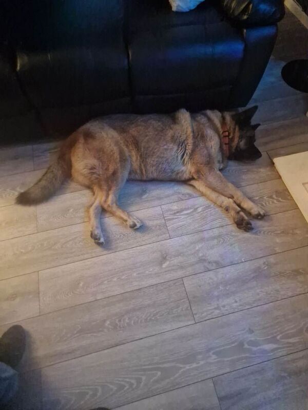 Shepherd/Akita