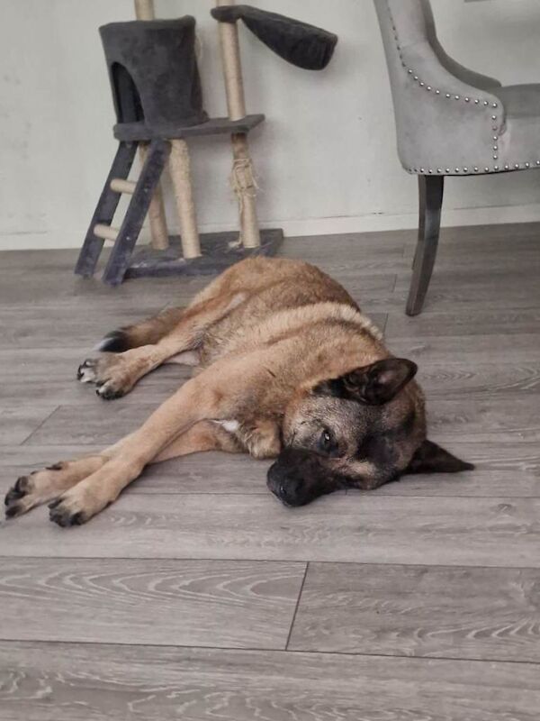 Shepherd/Akita - Image 3 of 5