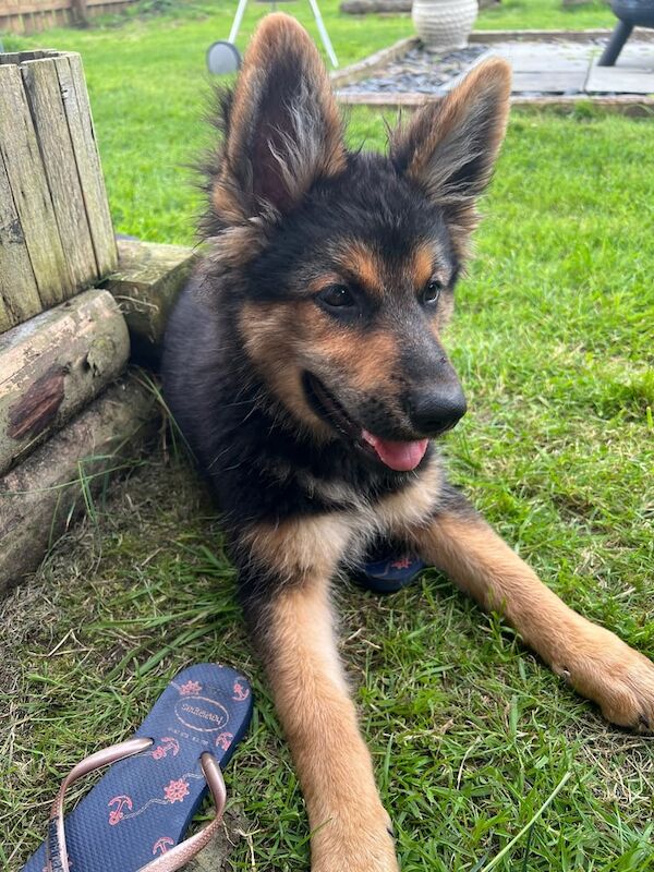 German Shepherd puppies for sale in Ballymena, County Antrim – 3 months old