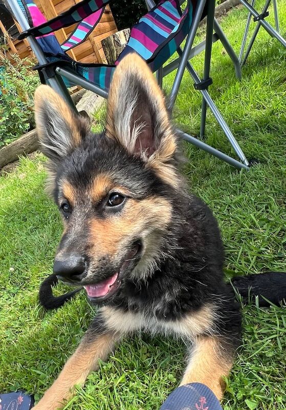 German Shepherd puppies for sale in Ballymena, County Antrim – 3 months old - Image 3 of 3