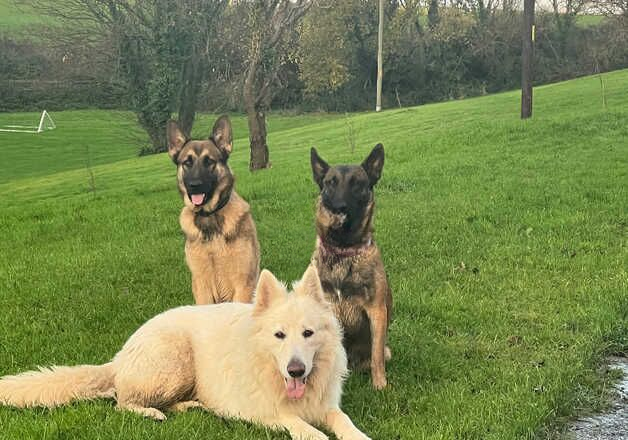 Shepinois for sale in Llantwit Major/Llanilltud Fawr, The Vale of Glamor - Image 1