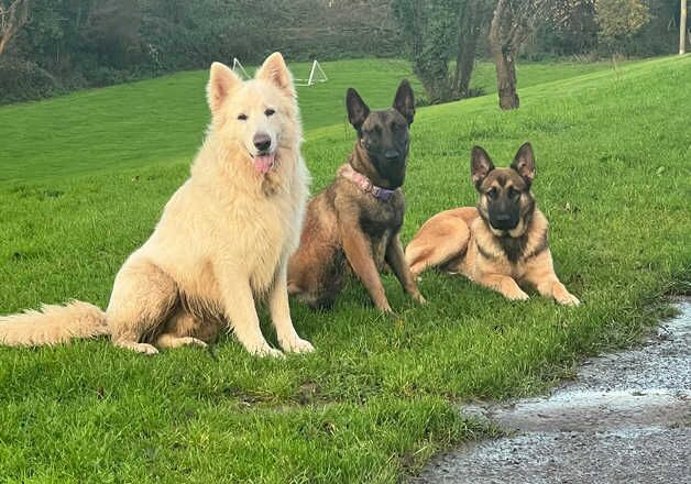 Shepinois for sale in Llantwit Major/Llanilltud Fawr, The Vale of Glamor - Image 2