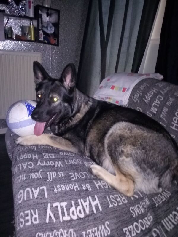 Shepkita shepherd f1b puppies