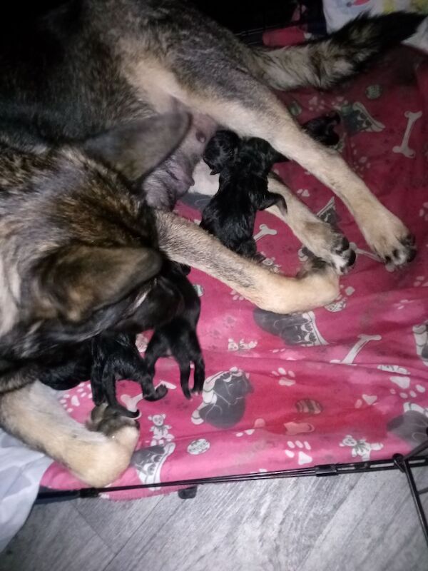 German shepherd x Akita f1b puppies - Image 2 of 15