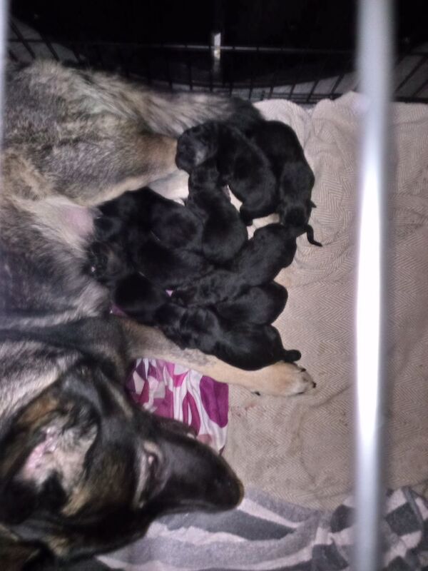 German shepherd x Akita f1b puppies - Image 3 of 15