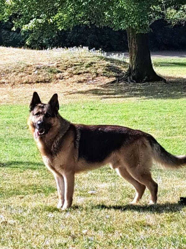 German shepherd x Akita f1b puppies - Image 4 of 15