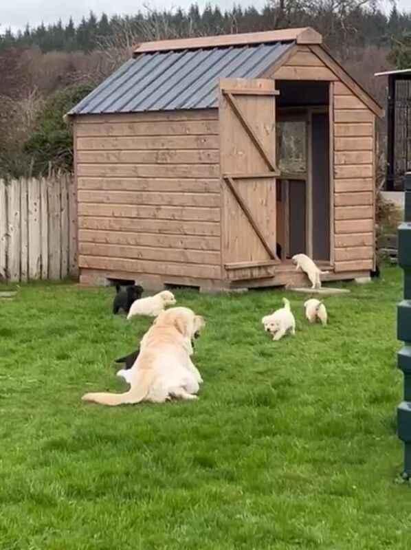 German Shepherd puppies for sale in Garvagh, County Londonderry – 5 weeks old