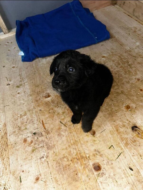 Sheprador Puppies - Image 2 of 3