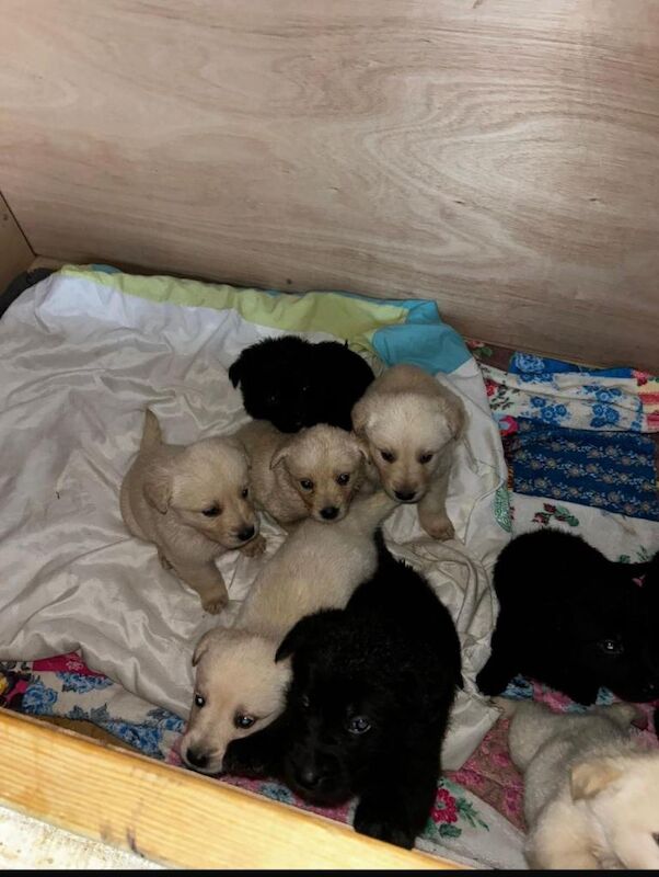 Sheprador Puppies - Image 3 of 3
