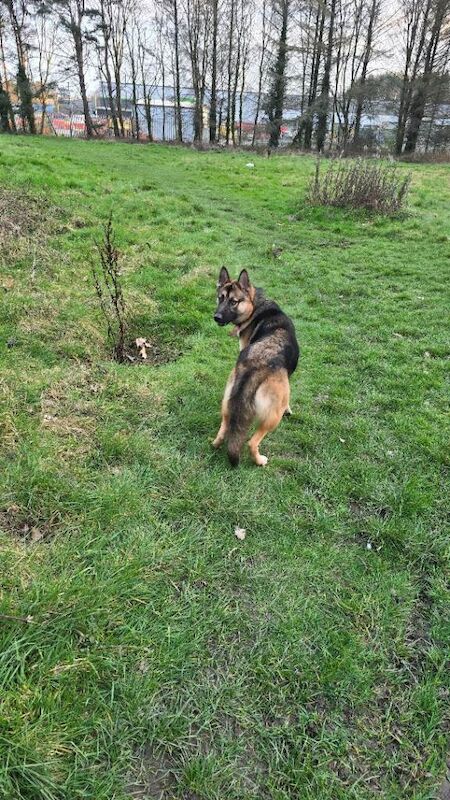 Shepsky