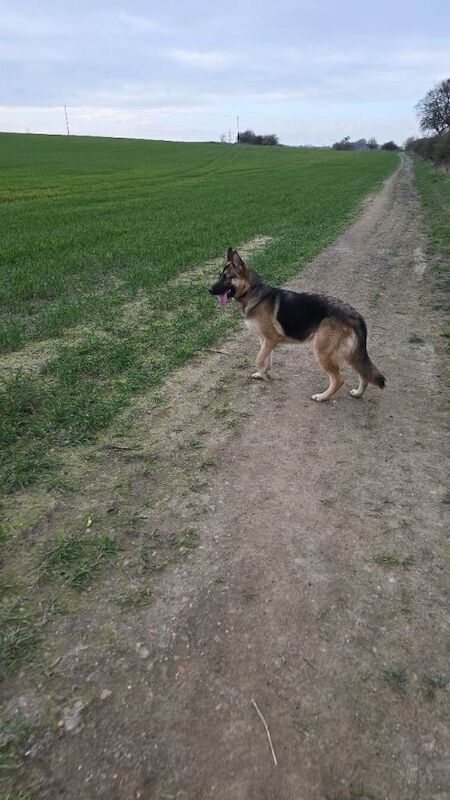 Shepsky - Image 2 of 4