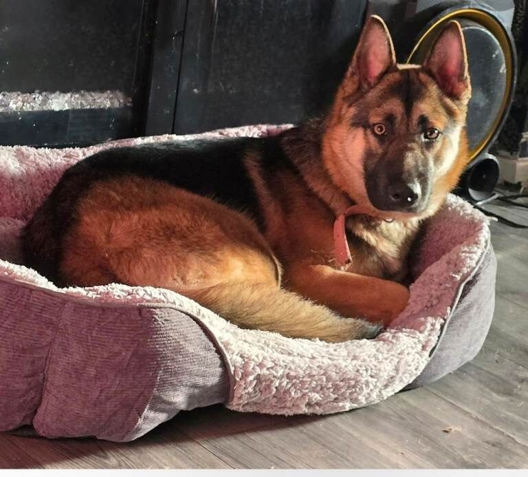 Shepsky - Image 3 of 4