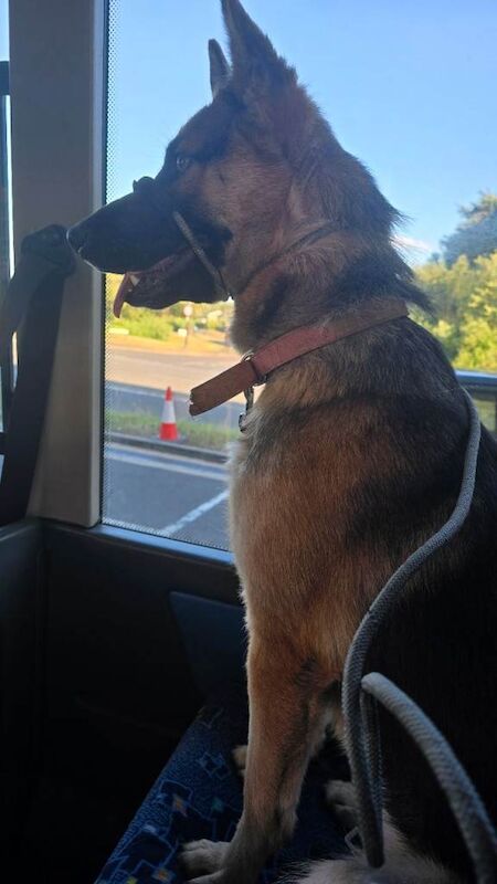 Shepsky - Image 4 of 4