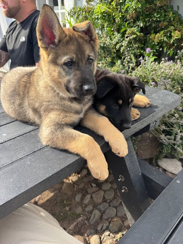 German Shepherd puppies for sale in Penrith, Cumbria – 10 weeks old