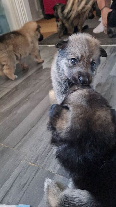 Shepskys