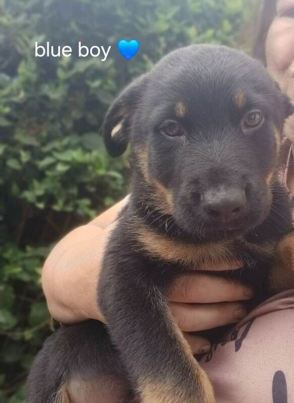 Shepweiler pups