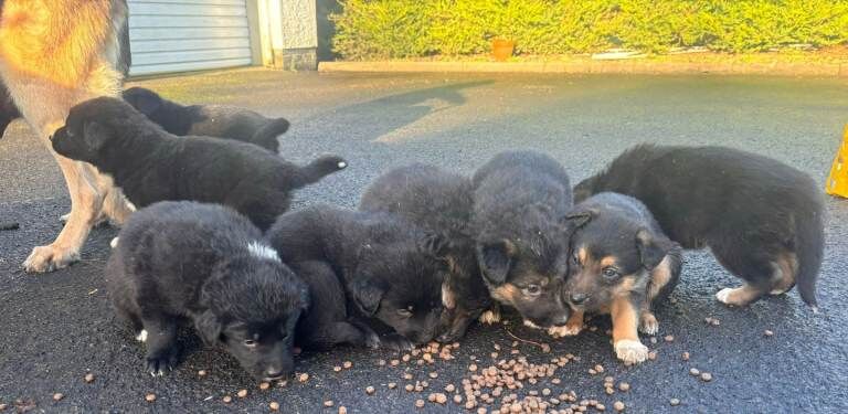 German Shepherd puppies for sale in Drumquin, County Tyrone – 4 weeks old