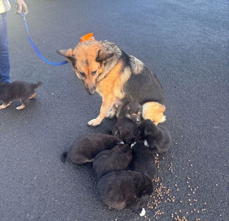 German Shepherd puppies for sale in Drumquin, County Tyrone – 4 weeks old - Image 2 of 6